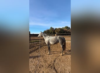 PRE Mix, Klacz, 8 lat, 160 cm, Siwa