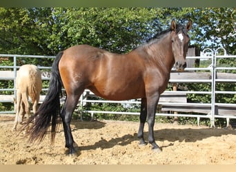 PRE Mix, Klacz, 8 lat, 166 cm, Perłowa