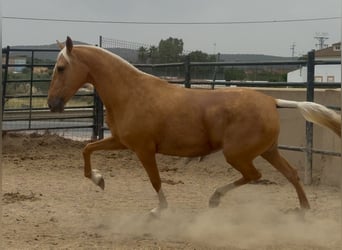 PRE Mix, Klacz, 8 lat, 167 cm, Izabelowata