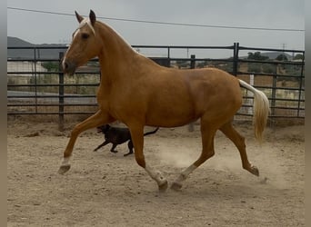 PRE Mix, Klacz, 8 lat, 167 cm, Izabelowata