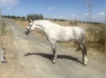 PRE Mix, Klacz, 8 lat, 167 cm, Siwa