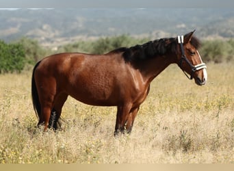 PRE Mix, Klacz, 8 lat, 168 cm, Gniada