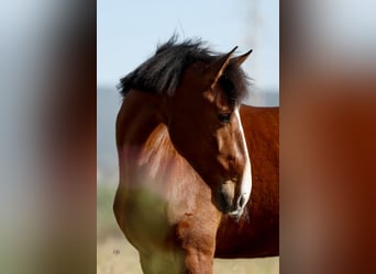 PRE Mix, Klacz, 8 lat, 168 cm, Gniada