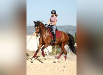 PRE Mix, Klacz, 8 lat, 168 cm, Gniada