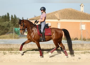 PRE Mix, Klacz, 8 lat, 168 cm, Gniada