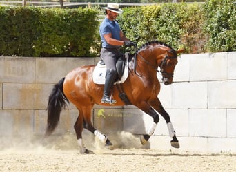 PRE, Klacz, 8 lat, 168 cm, Gniada