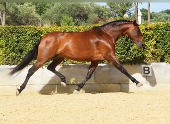 PRE, Klacz, 8 lat, 168 cm, Gniada