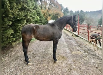 PRE, Klacz, 8 lat, 170 cm, Kara