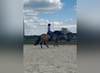 PRE, Klacz, 9 lat, 150 cm, Jelenia