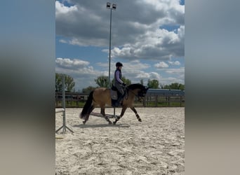 PRE, Klacz, 9 lat, 150 cm, Jelenia
