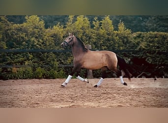 PRE, Klacz, 9 lat, 150 cm, Jelenia