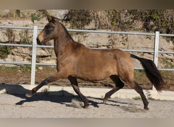 PRE Mix, Klacz, 9 lat, 155 cm, Jelenia