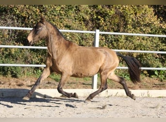 PRE Mix, Klacz, 9 lat, 155 cm, Jelenia