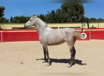 PRE Mix, Klacz, 9 lat, 157 cm, Siwa