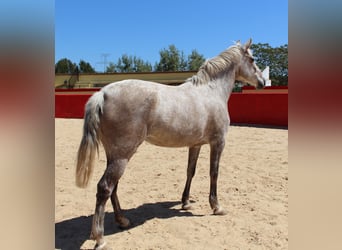 PRE Mix, Klacz, 9 lat, 157 cm, Siwa