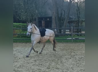 PRE Mix, Klacz, 9 lat, 157 cm, Siwa