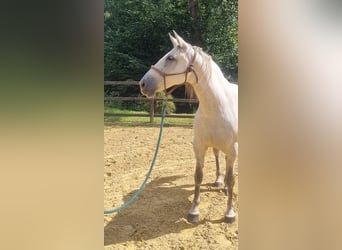 PRE Mix, Klacz, 9 lat, 157 cm, Siwa