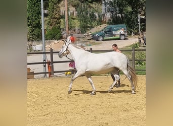 PRE Mix, Klacz, 9 lat, 157 cm, Siwa