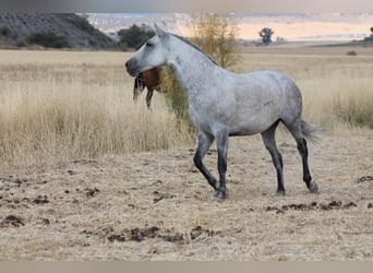 PRE Mix, Klacz, 9 lat, 157 cm, Siwa