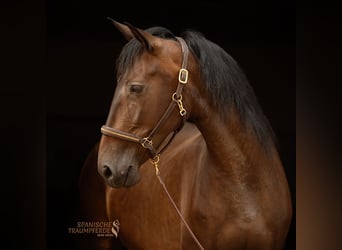 PRE Mix, Klacz, 9 lat, 162 cm, Ciemnogniada