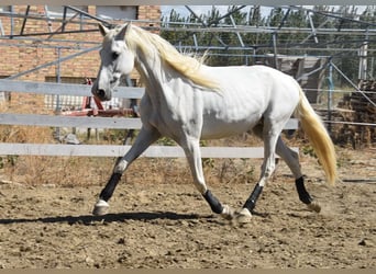 PRE, Klacz, 9 lat, 162 cm, Siwa