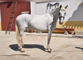 PRE, Klacz, 9 lat, 162 cm, Siwa