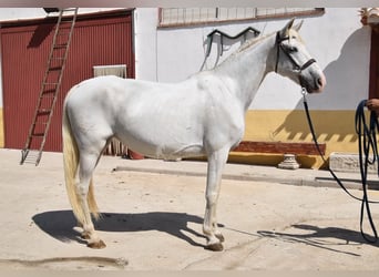 PRE, Klacz, 9 lat, 162 cm, Siwa