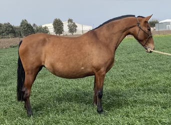 PRE, Klacz, 9 lat, 165 cm, Gniada
