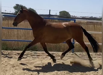 PRE, Klacz, 9 lat, 165 cm, Gniada