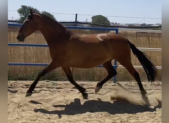 PRE, Klacz, 9 lat, 165 cm, Gniada