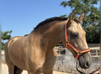 PRE Mix, Klacz, 9 lat, 165 cm