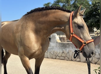 PRE Mix, Klacz, 9 lat, 165 cm