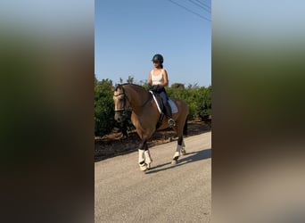 PRE Mix, Klacz, 9 lat, 165 cm
