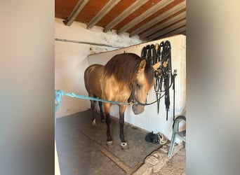 PRE Mix, Klacz, 9 lat, 165 cm