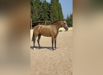 PRE Mix, Klacz, 9 lat, 165 cm