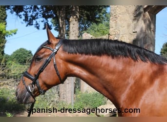 PRE Mix, Klacz, 9 lat, 166 cm, Gniada