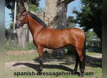 PRE Mix, Klacz, 9 lat, 166 cm, Gniada