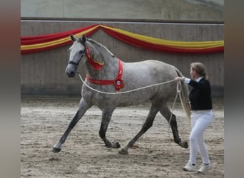PRE Mix, Klacz, 9 lat, 167 cm, Siwa