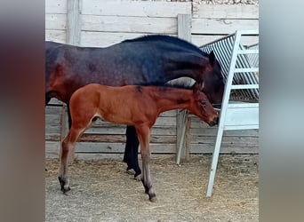 PRE Mix, Klacz, 9 lat, 168 cm, Ciemnogniada