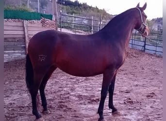 PRE Mix, Klacz, 9 lat, 168 cm, Ciemnogniada