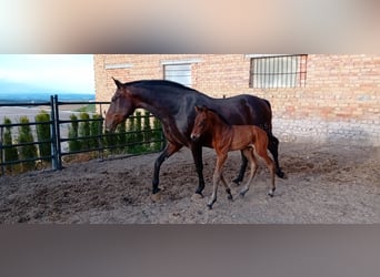 PRE Mix, Klacz, 9 lat, 168 cm, Ciemnogniada