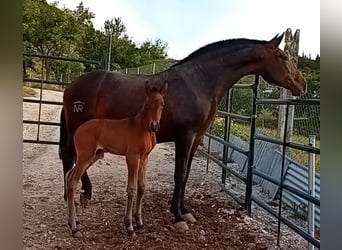 PRE Mix, Klacz, 9 lat, 168 cm, Ciemnogniada