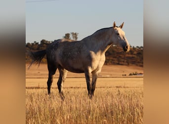 PRE, Klacz, 9 lat, 168 cm, Siwa jabłkowita