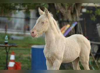 PRE, Klacz, , 135 cm, Cremello