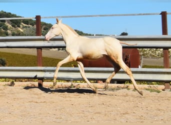 PRE, Klacz, Źrebak (04/2024), 160 cm, Perlino