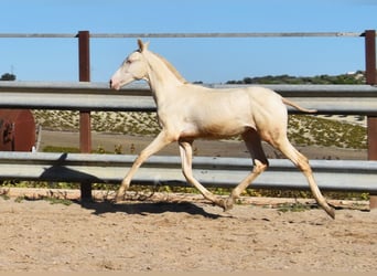 PRE, Klacz, Źrebak (04/2024), 160 cm, Perlino