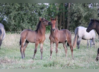 PRE, Klacz, , Gniada