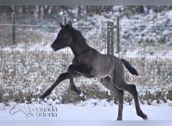 PRE, Klacz, Źrebak (01/2026), Kara