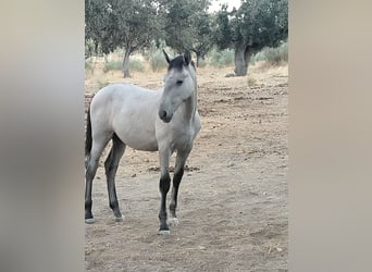 PRE, Klacz, Źrebak (01/2026), Siwa