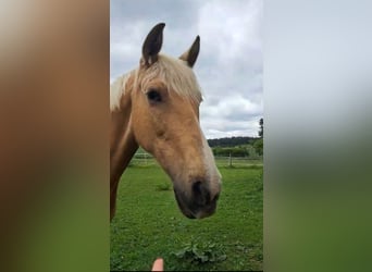 PRE Mix, Mare, 10 years, 14.2 hh, Palomino